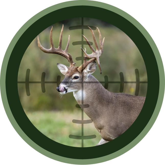 deer-target