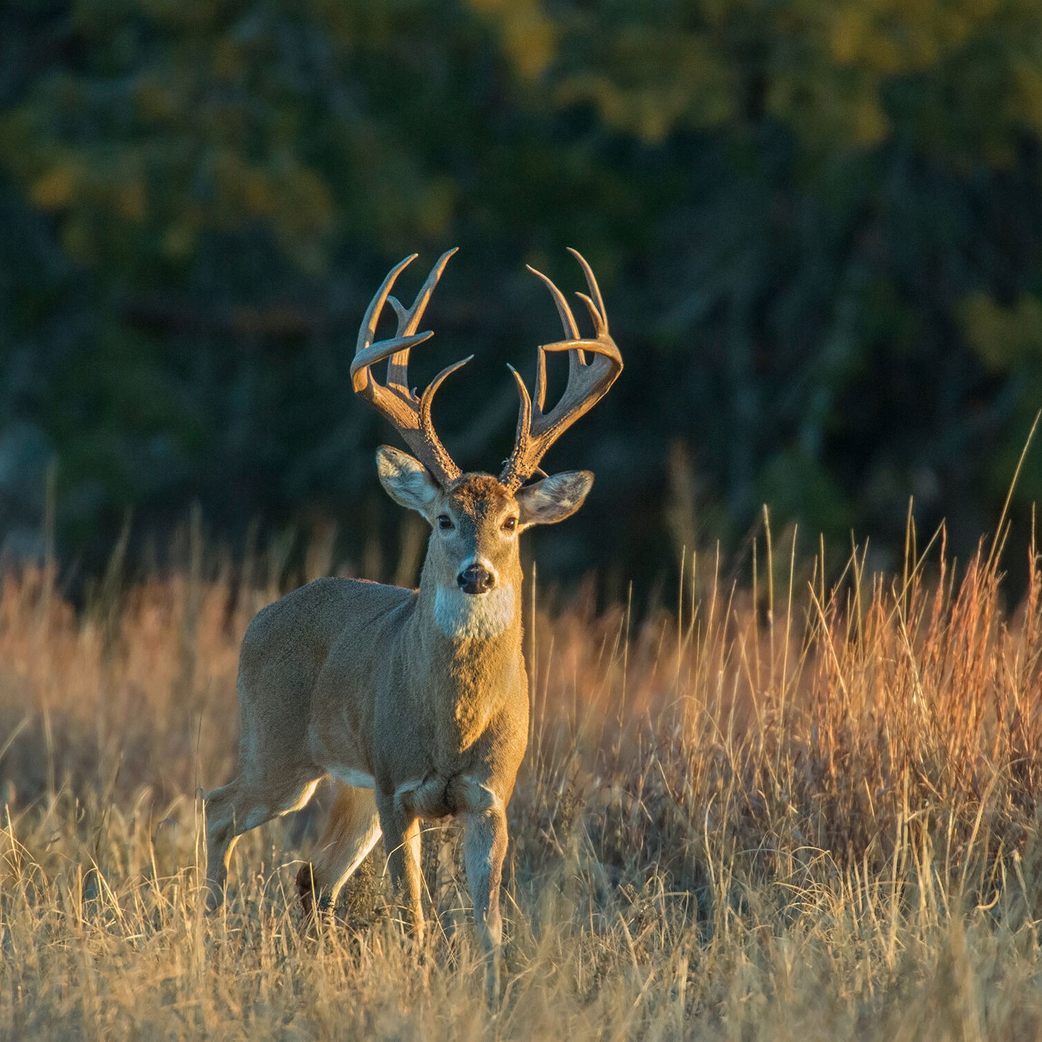 salt-of-earth-deer-feed